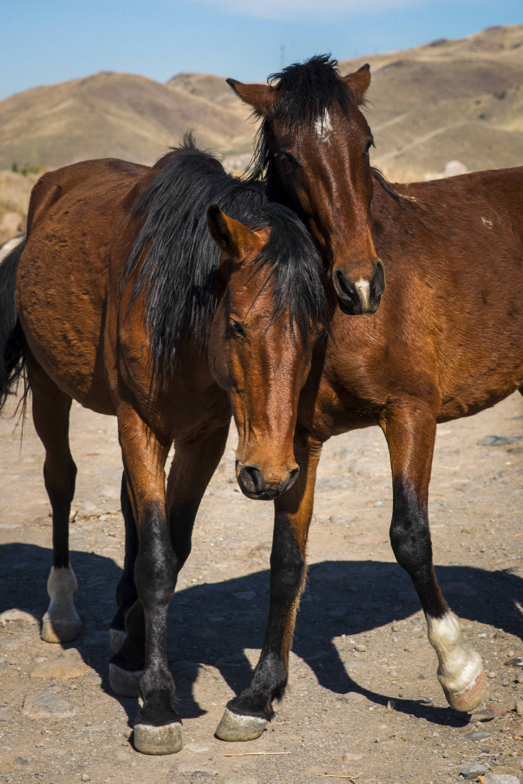 Filly friends