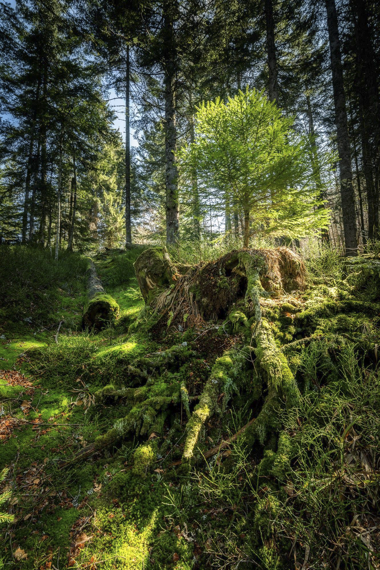 Forest host stump with growing tree in filtered sunlight