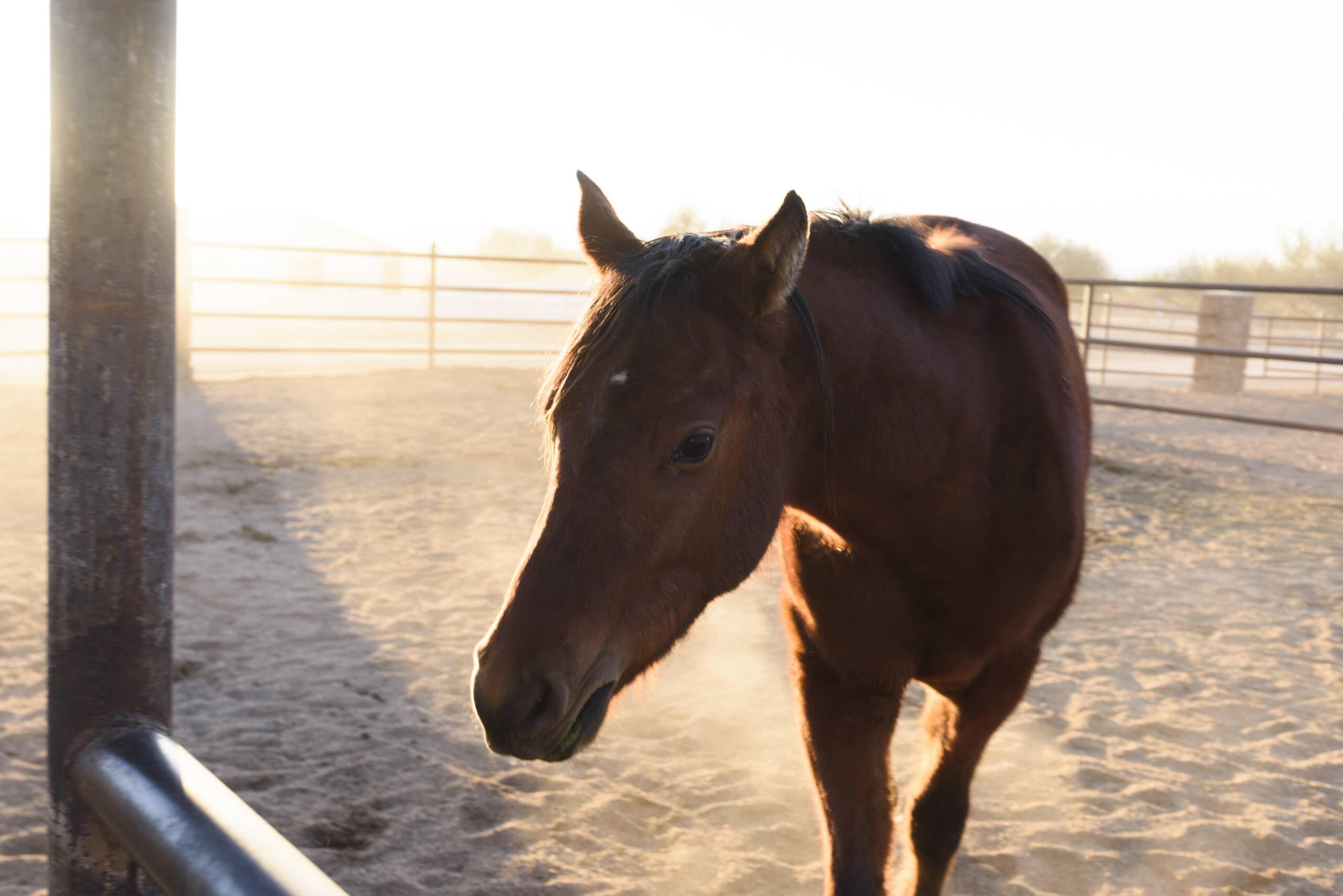 Hank in backlighting