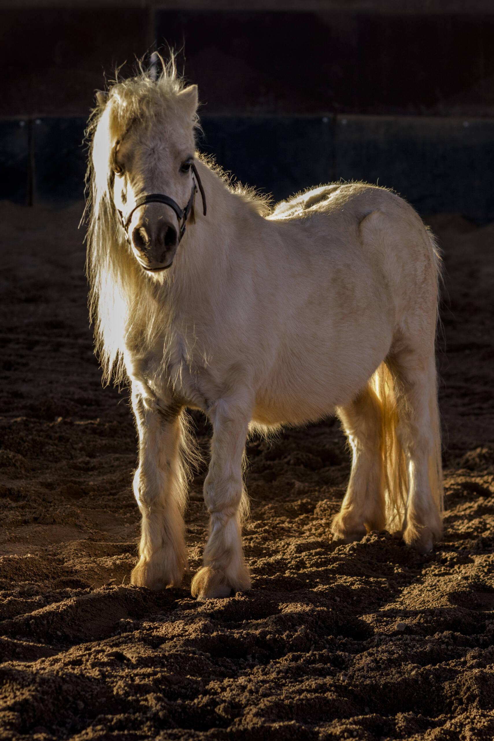 Napoleon in backlighting