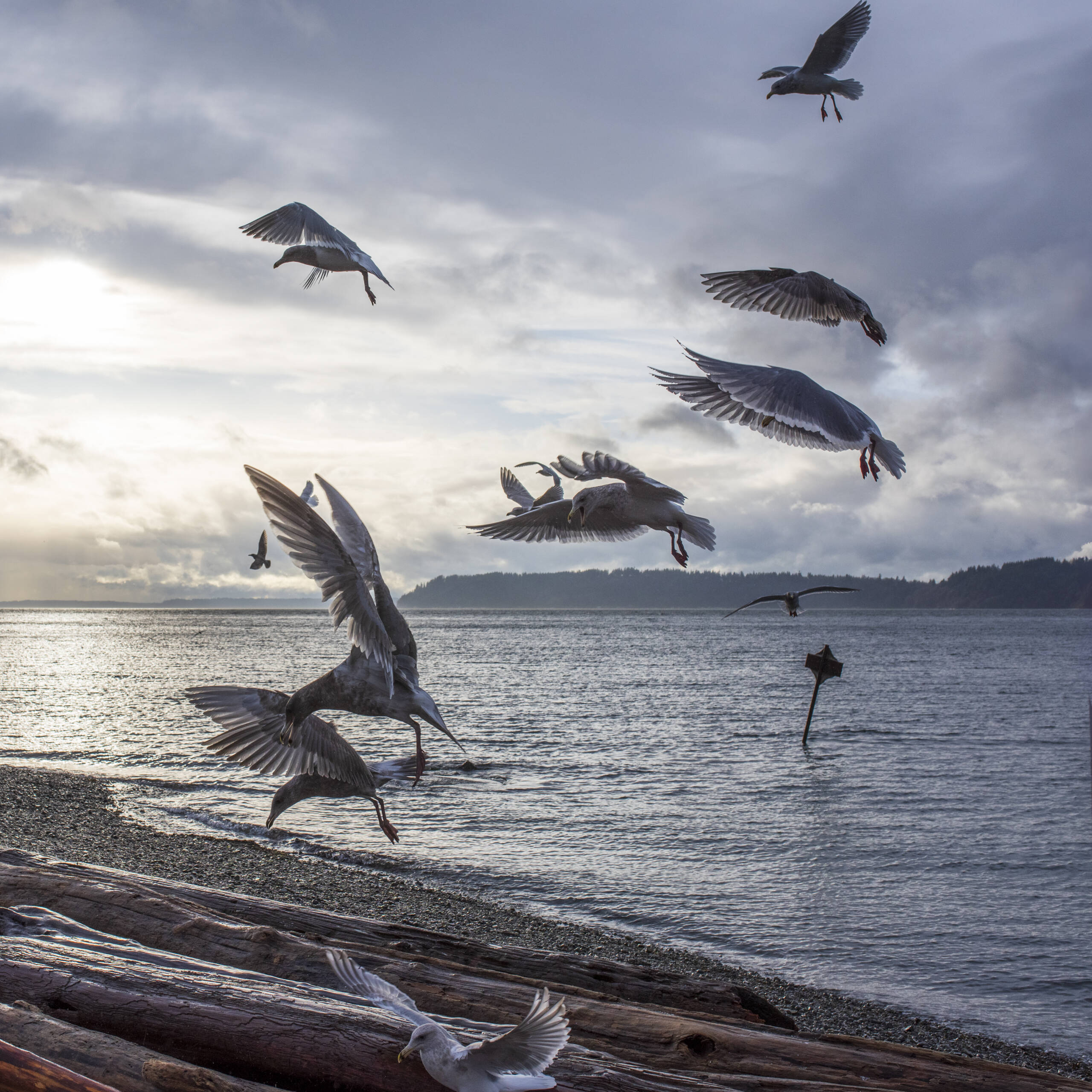 Seagulls in the evening light at beach