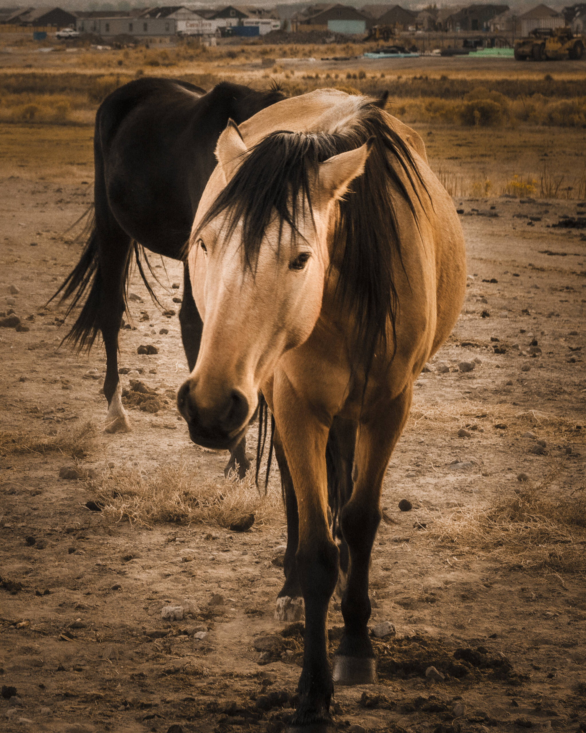 Approaching Mare