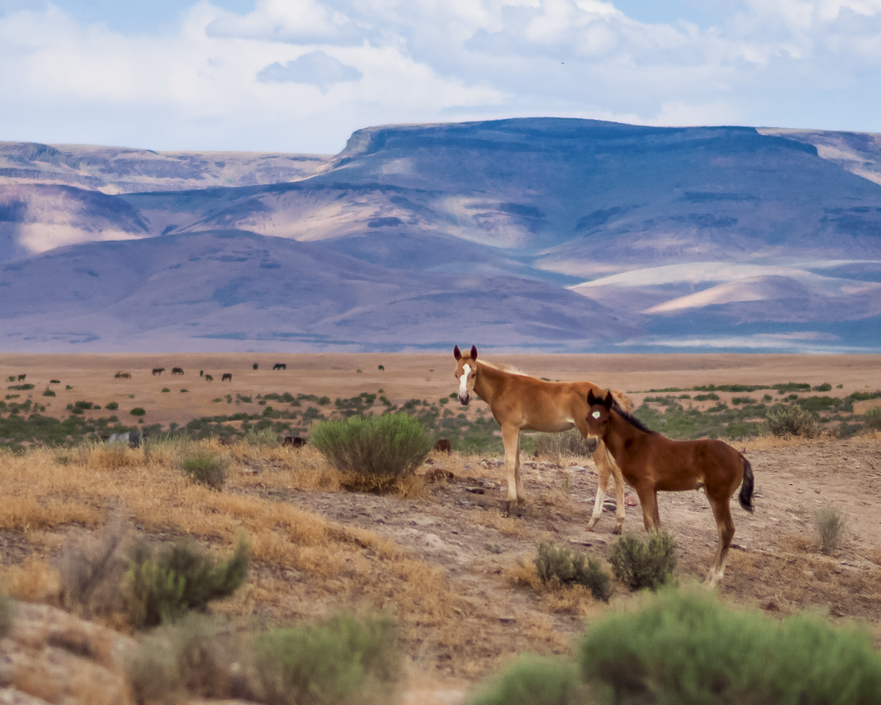 Following Foals in the Oregon Wilds