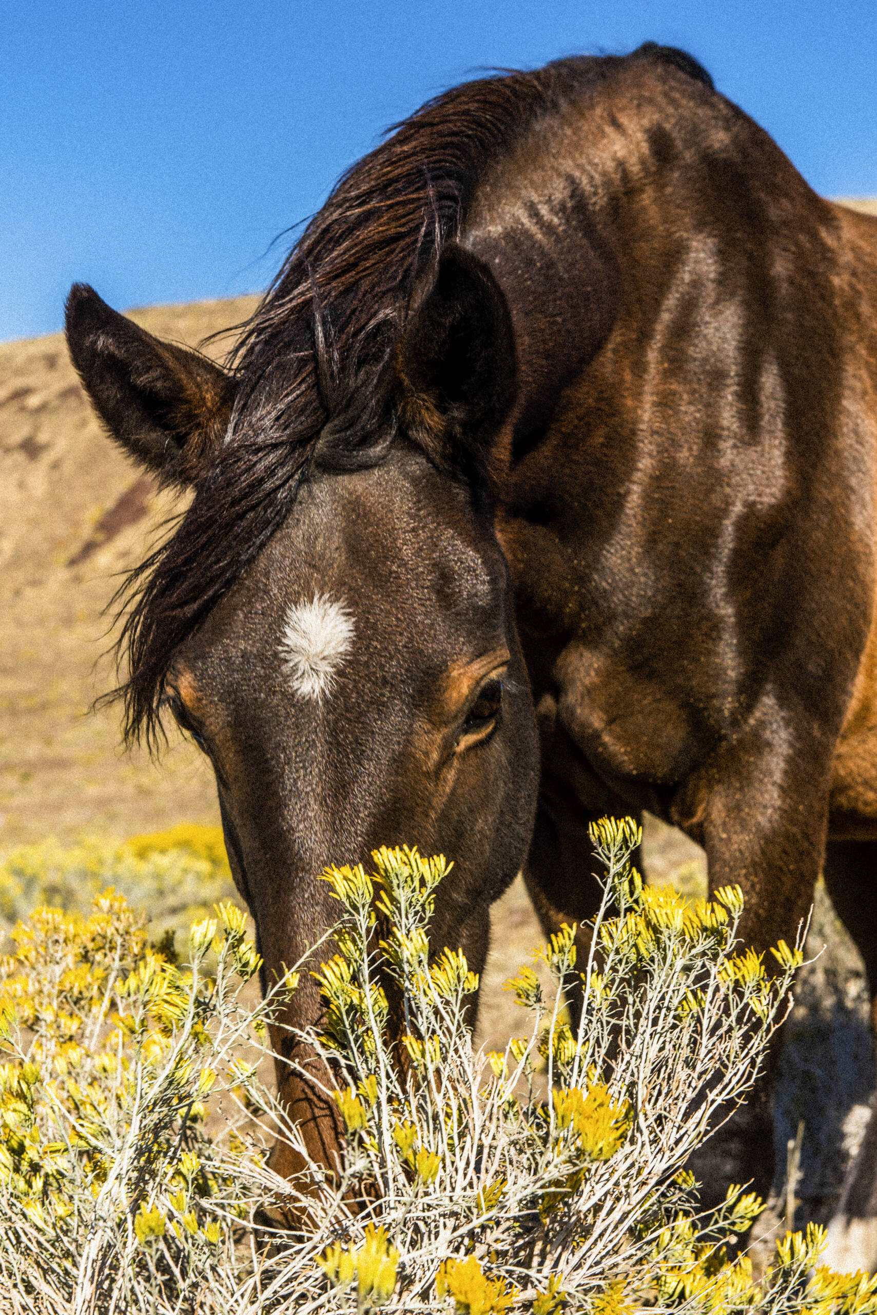 Mare Eating Yellow Flowers