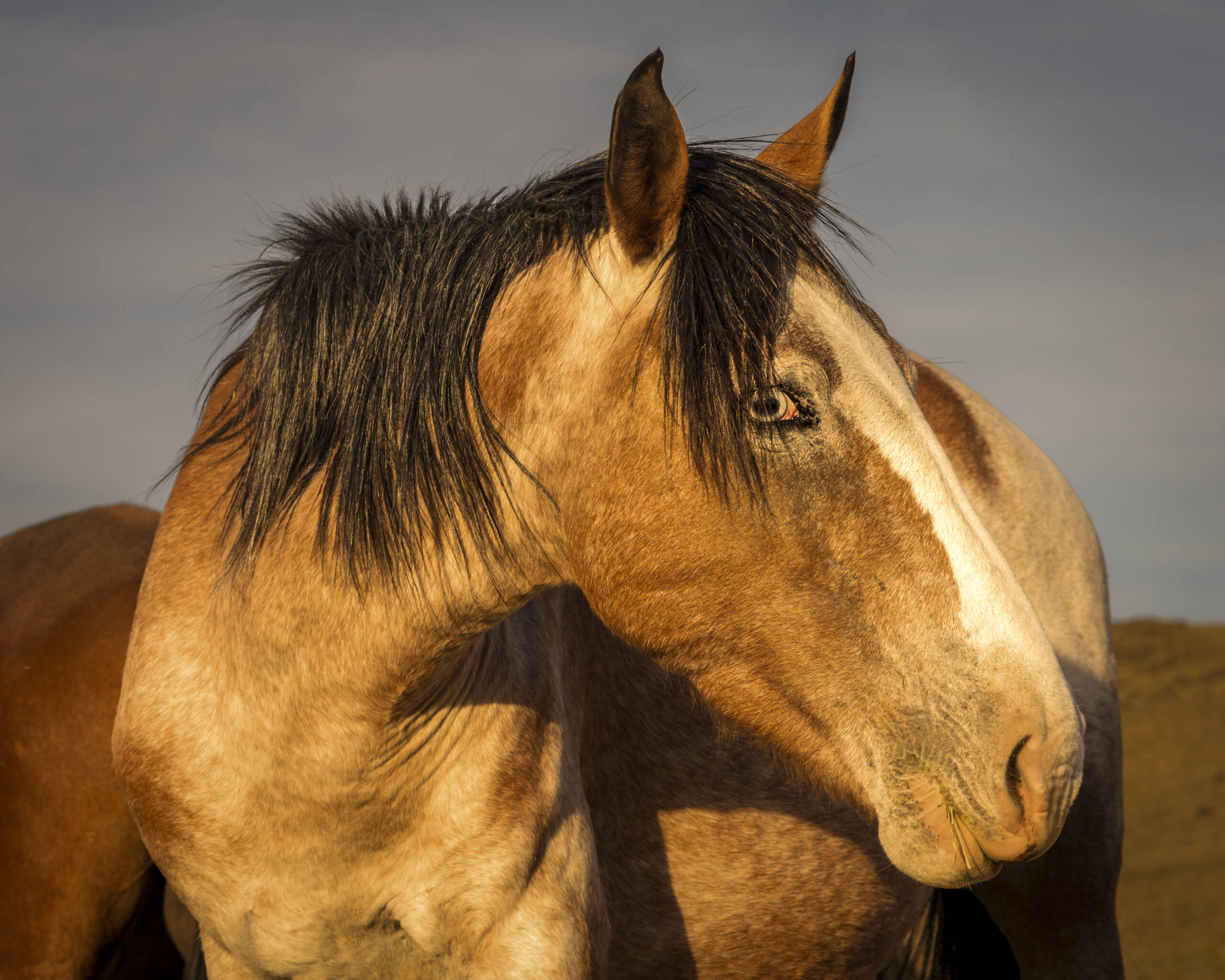 Stallion Showing Right Eye