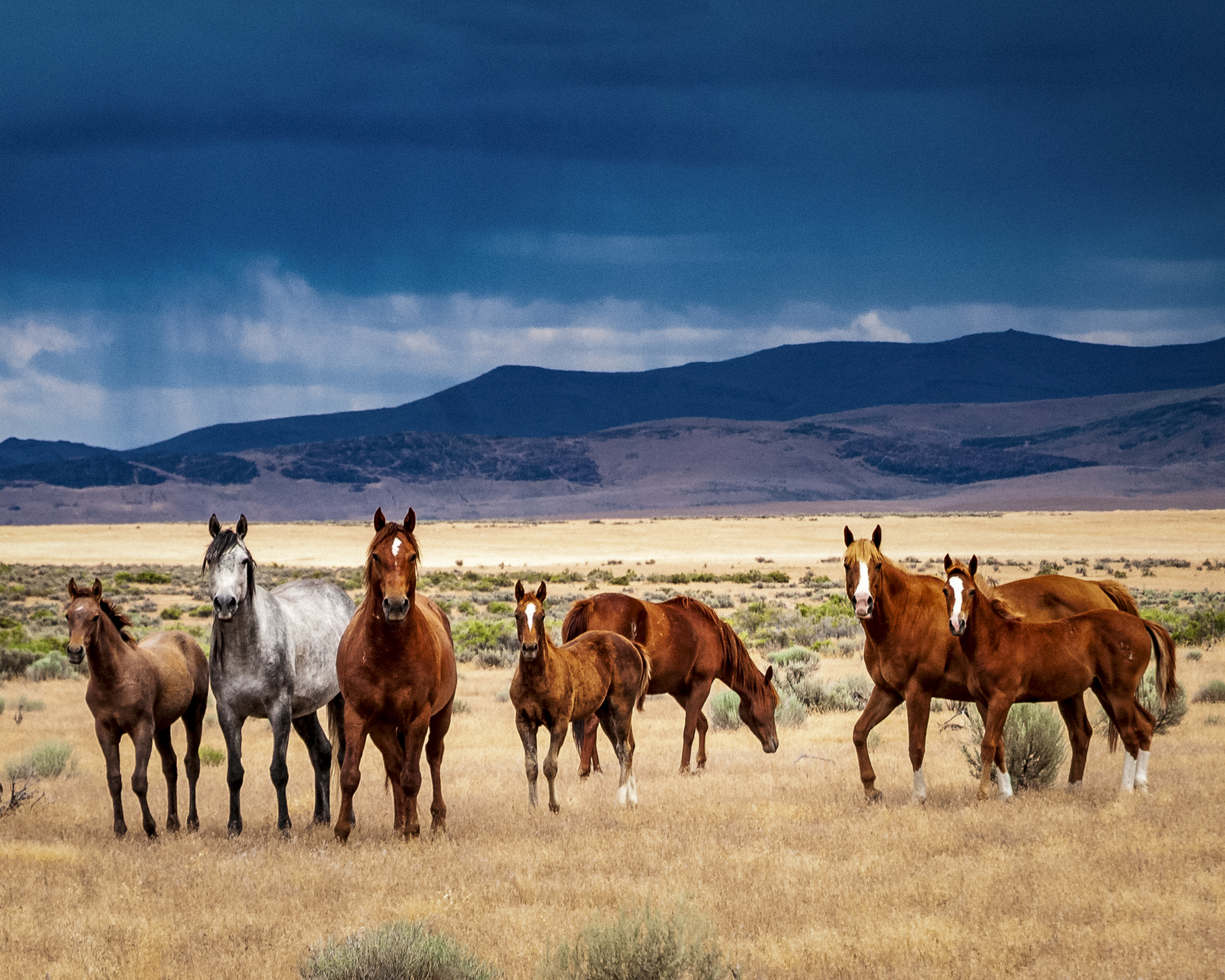 Watching Herd in the Oregon Wilds